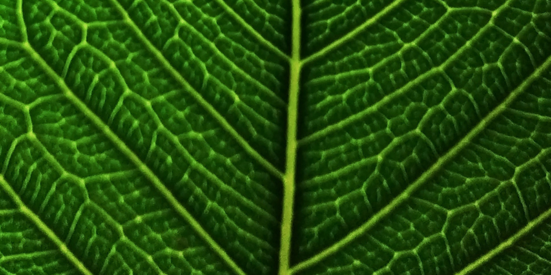 從繁瑣到高效，從偏差到精準(zhǔn)：植物細(xì)胞計(jì)數(shù)的迭代升級(jí)，為您的研究與生產(chǎn)加速